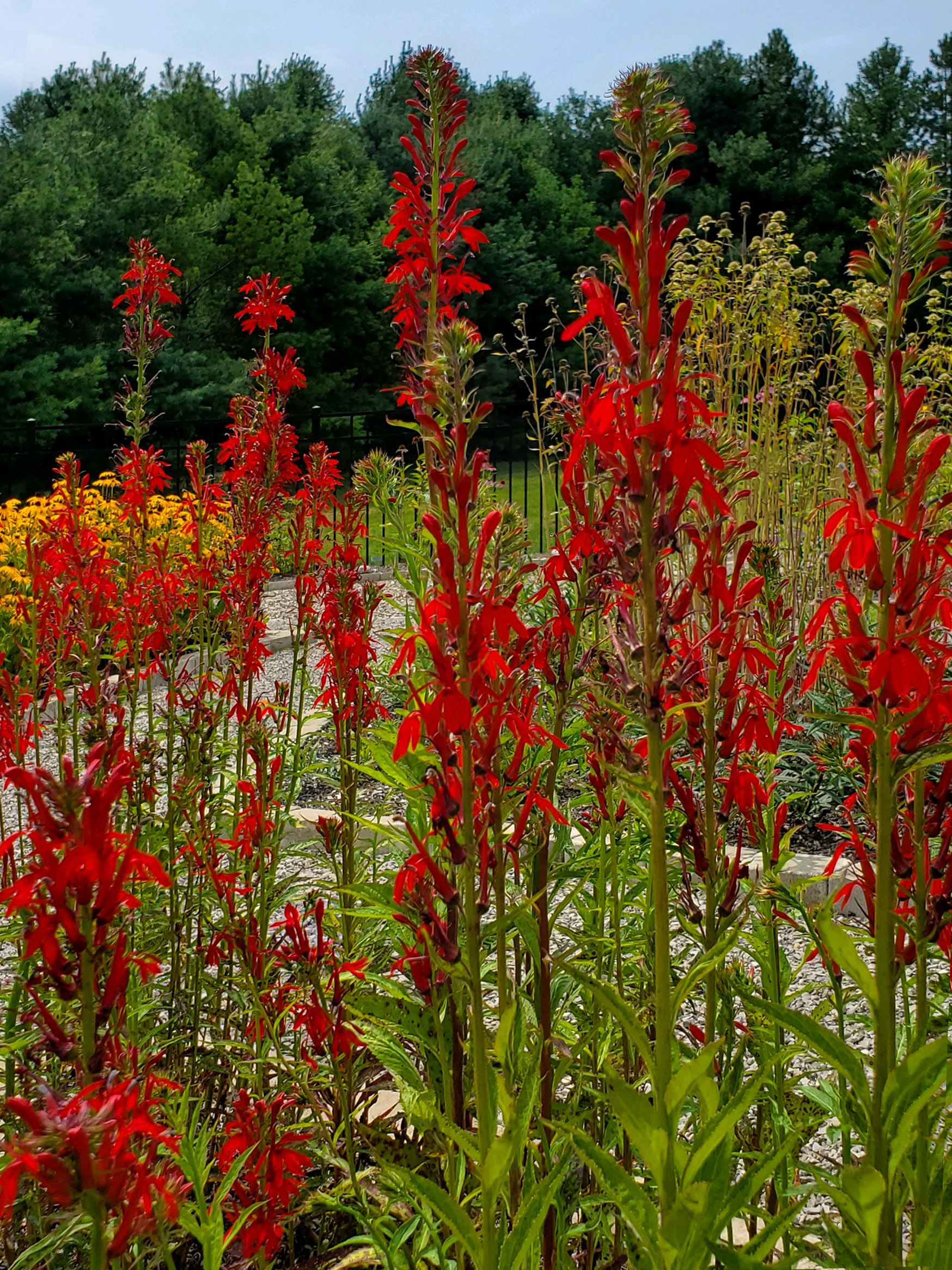 Cardinal Flower Clump Lynn O
