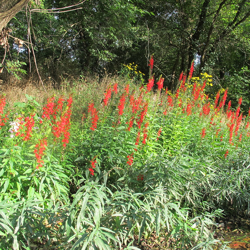 Cardinal Flowers along a bank