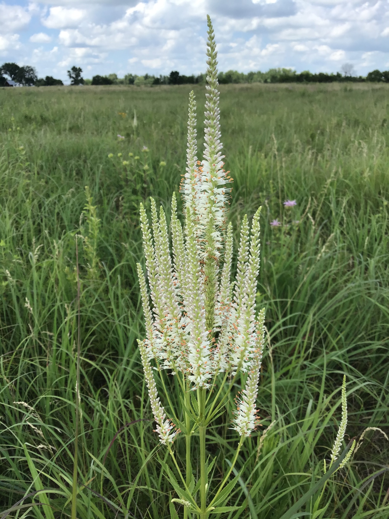 Culver's Root 2 PD